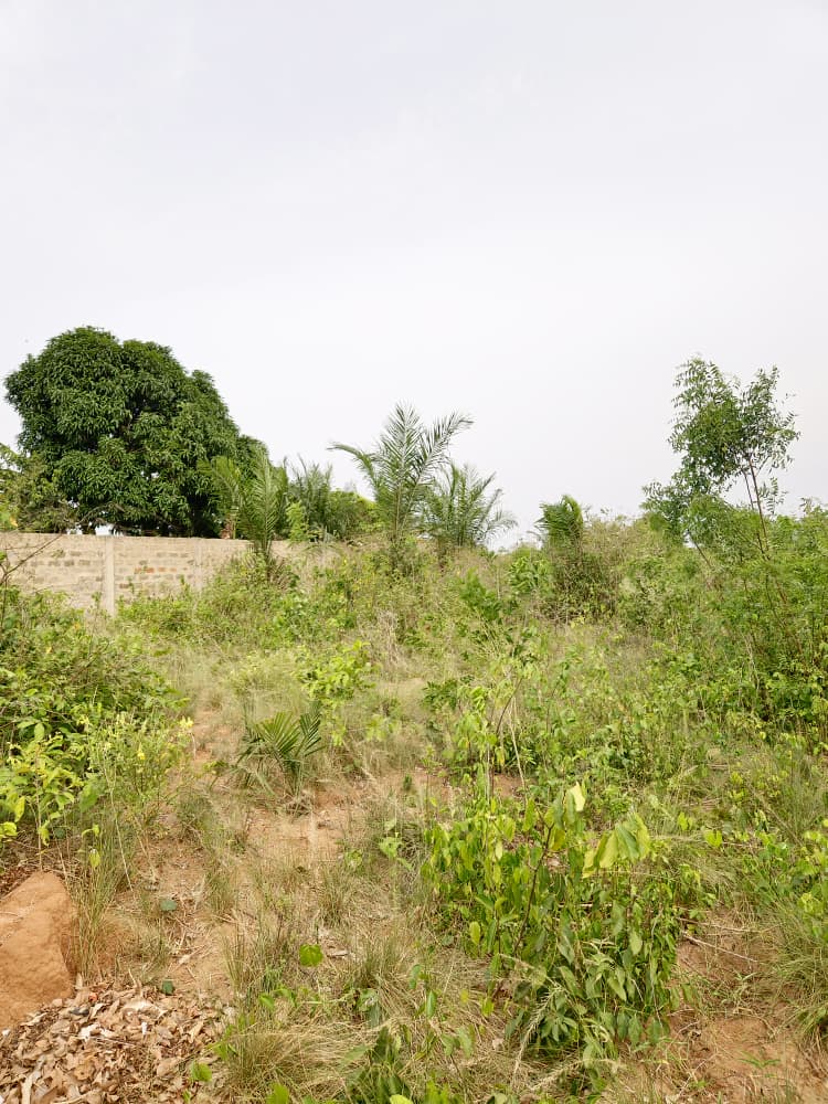 Terrain en vente à Noépé près du lycée Aképé–Noépé – 7,5 millions FCFA le lot