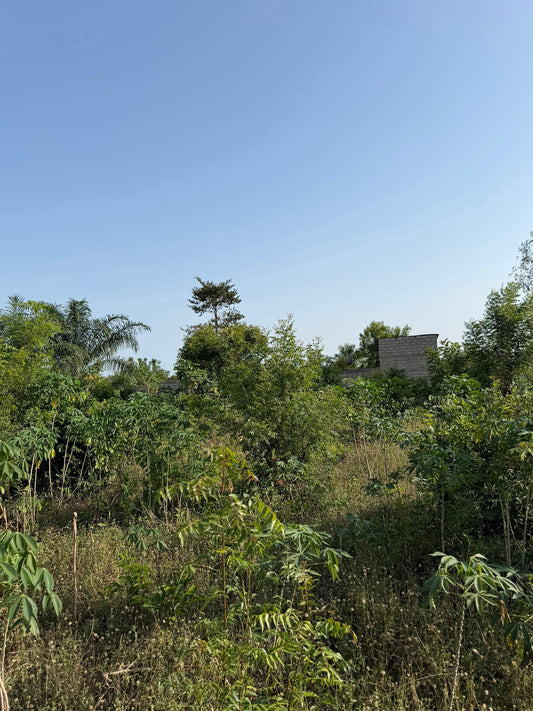 Terrain de 1 lot en vente à Noepé – 13 millions FCFA le lot