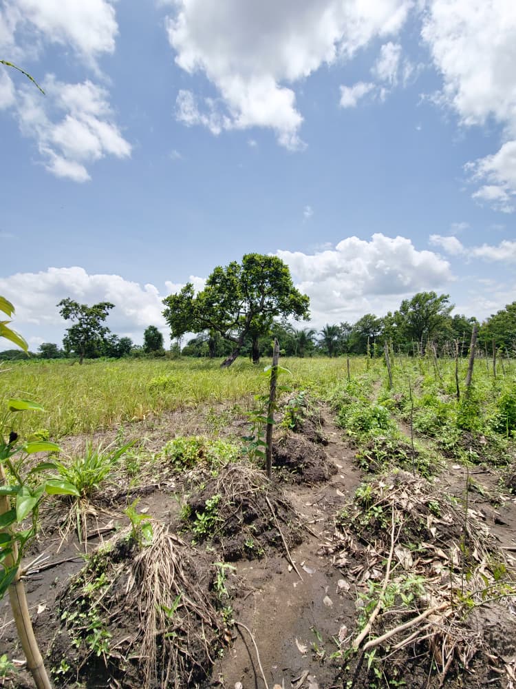 Terrain de 35 hectares en vente à Kevé Dzolo – 1.800.000 FCFA par hectare
