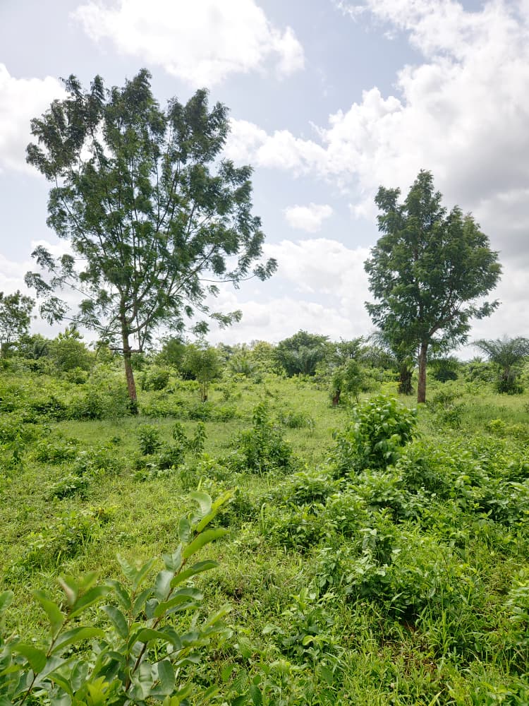 Terrain de 2 lots en vente en bordure du goudron à Badja-Savé – 8 000 000 FCFA
