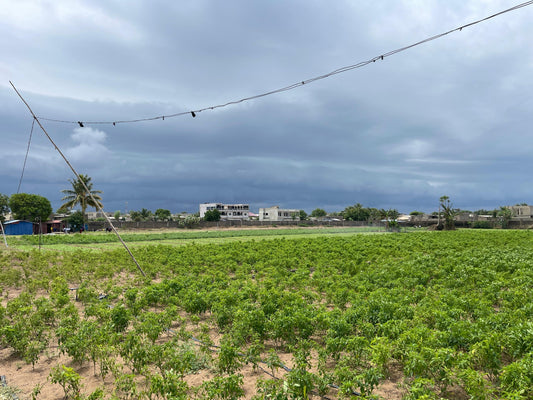 TERRAIN 10 LOTS À VENDRE À AGBAVI CÔTÉ PLAGE – À 1KM DU GOUDRON