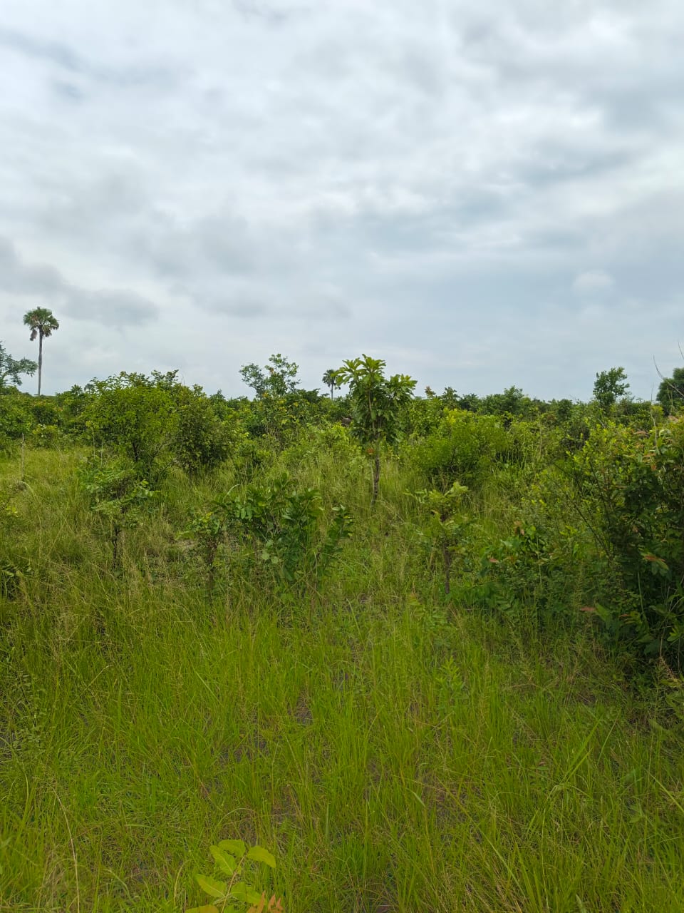 Terrain de 20100 m² en vente à Kevé – 1.000.000 FCFA l'hectare