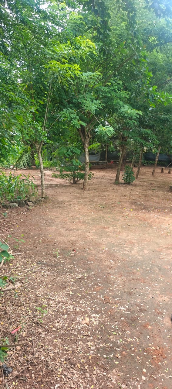 Terrain de 1029 m² à vendre à Adétikopé lycée – 25 millions FCFA