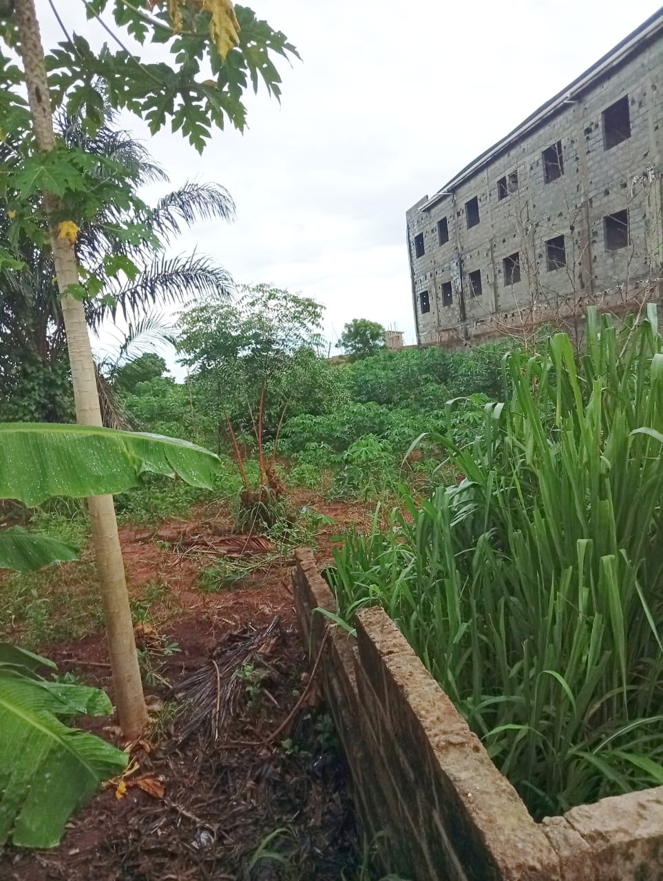 Terrain nu à Akepedo Agban Yéyé Tchoin – 15 millions FCFA
