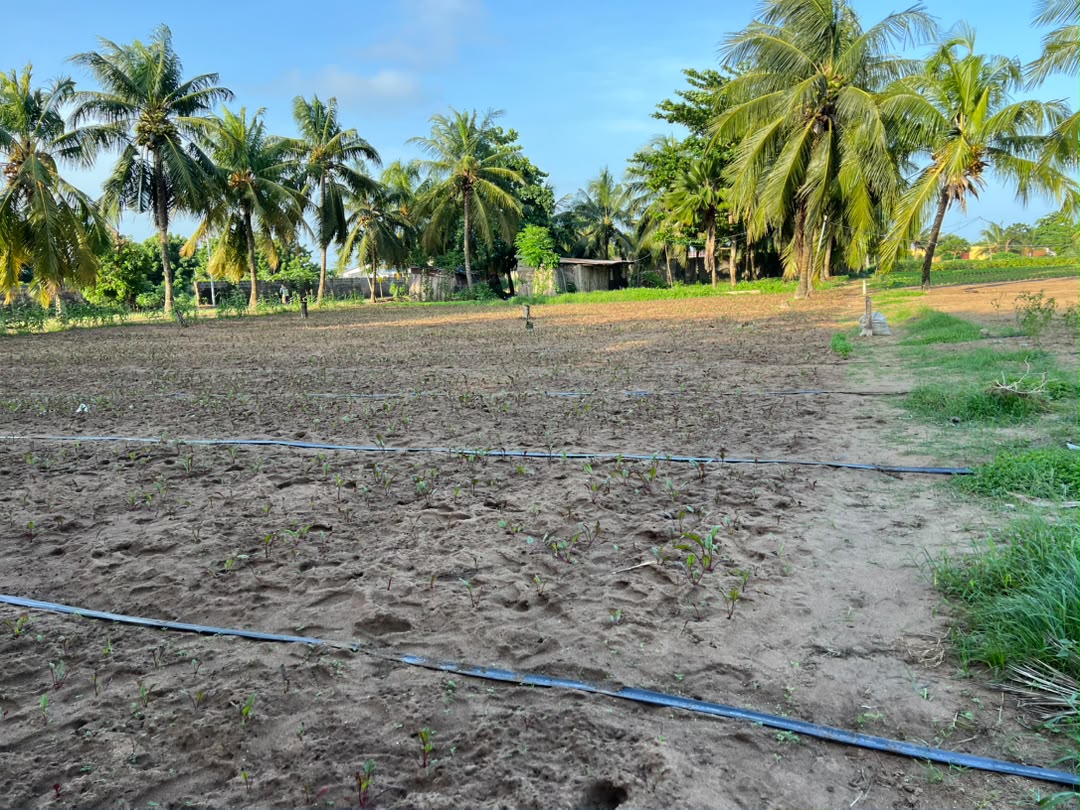 Terrain en vente à Agbodrafo côté Plage – 14 millions FCFA le lot