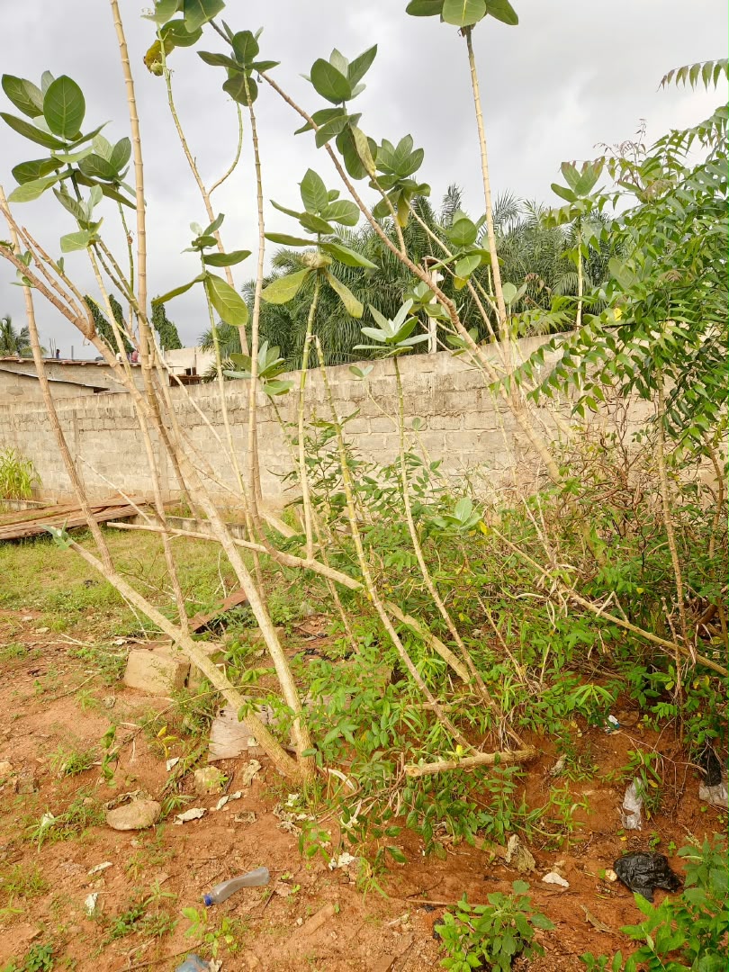 Terrain 1/4 lot de 160 m² en vente à Légbassito en angle de rue – 11.000.000 FCFA