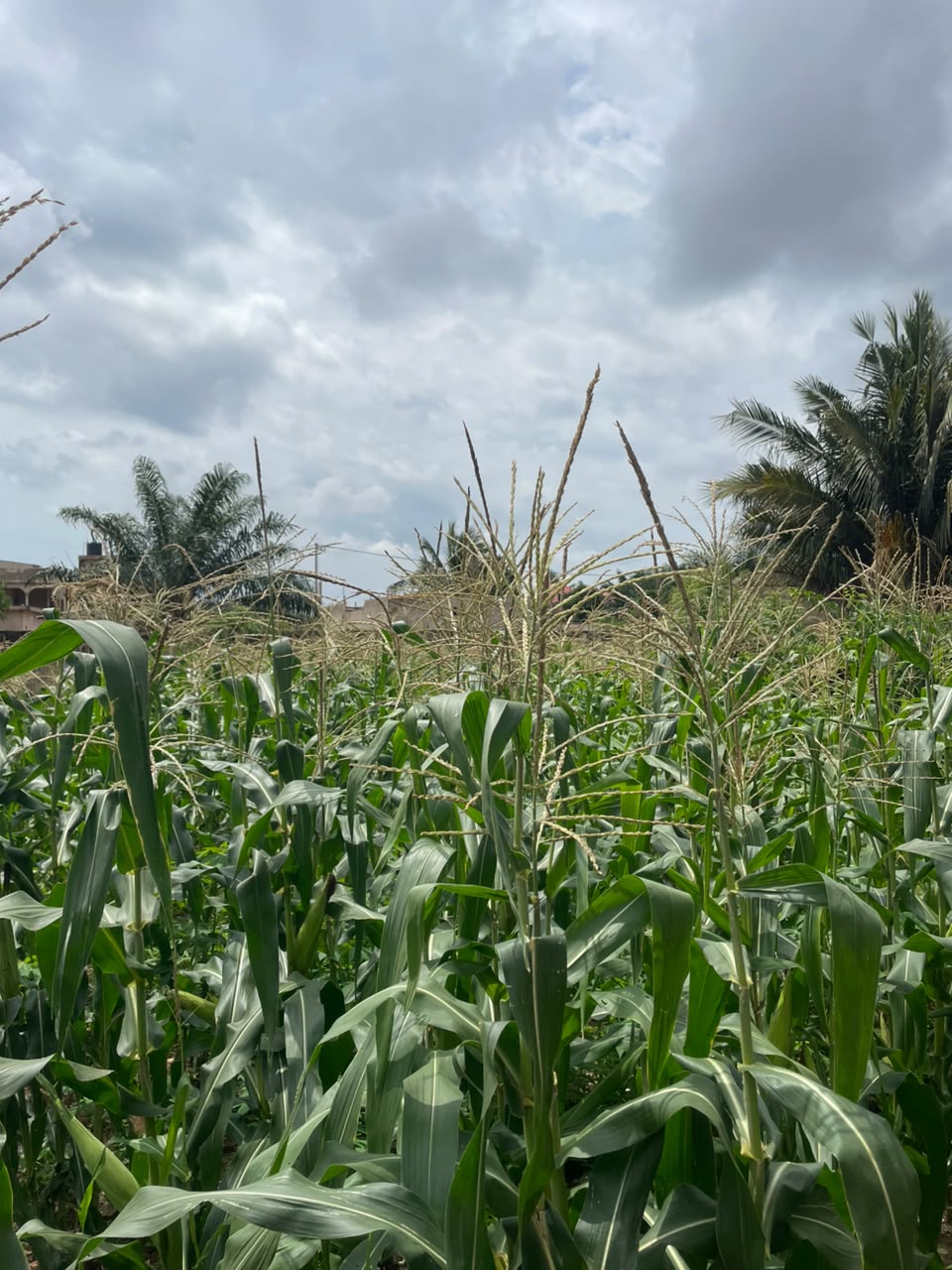 Terrain de 1 lot (600 m²) en vente à Adidogomé Kohé – 27 millions FCFA