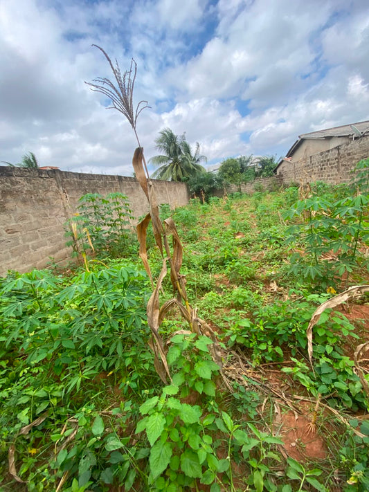 Terrain en vente non loin du goudron à Agoè Légbassito Madjikpéto – Prix à partir de 13 millions FCFA