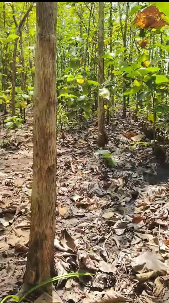 31 hectares de tecks à maturité en vente à Lilikopé – 10 millions FCFA l'hectare