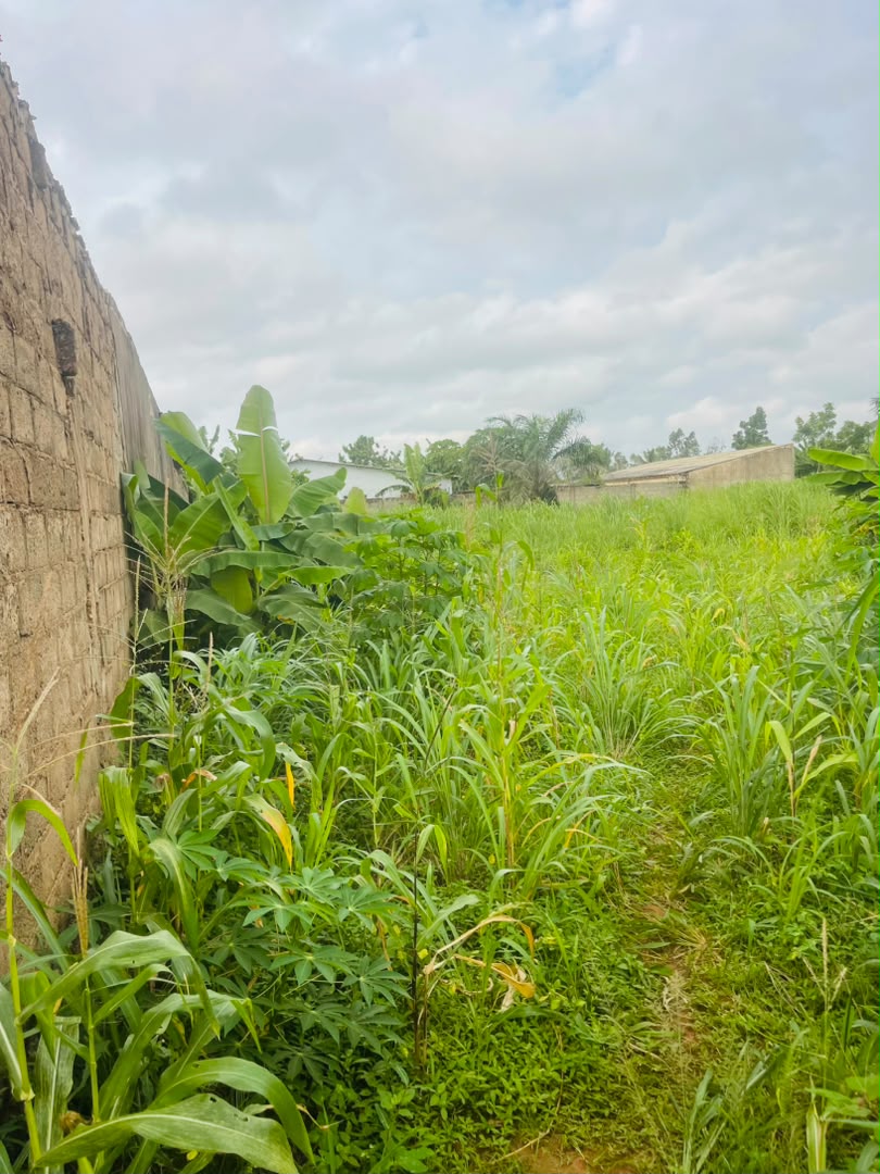 Terrain 1 lot en vente avec accès direct au goudron à Davié Mondji, Tsévié – 6 millions FCFA