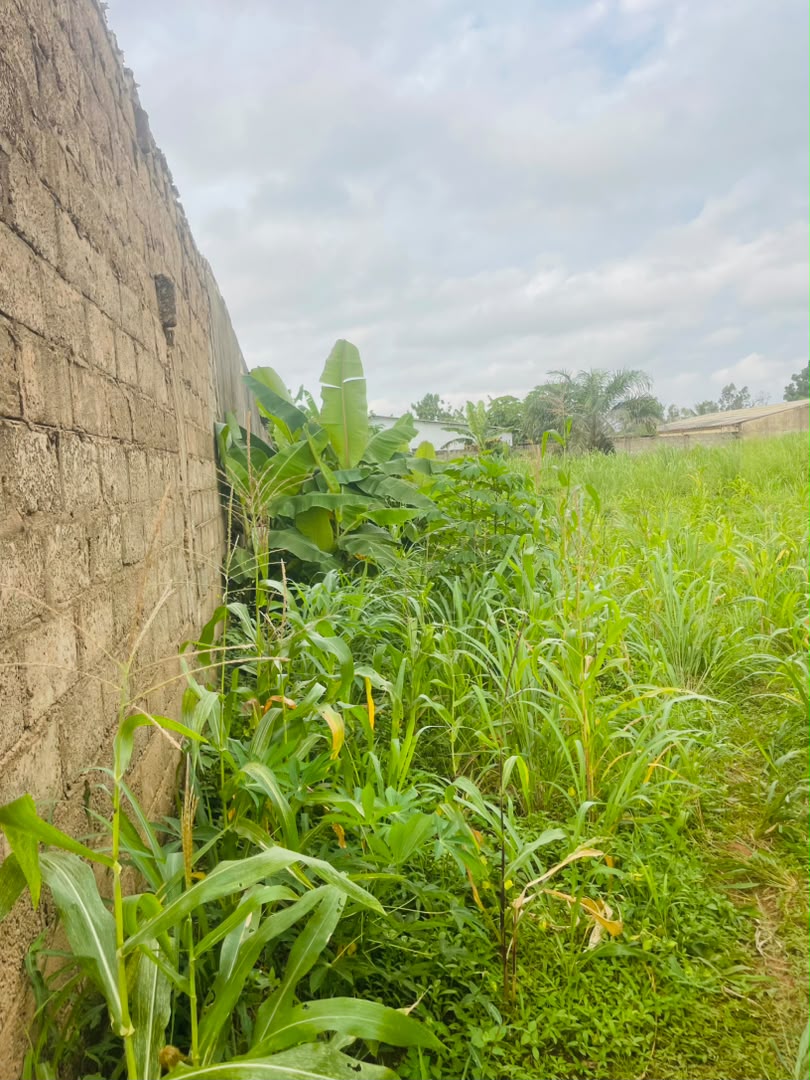 Terrain 1 lot en vente avec accès direct au goudron à Davié Mondji, Tsévié – 6 millions FCFA