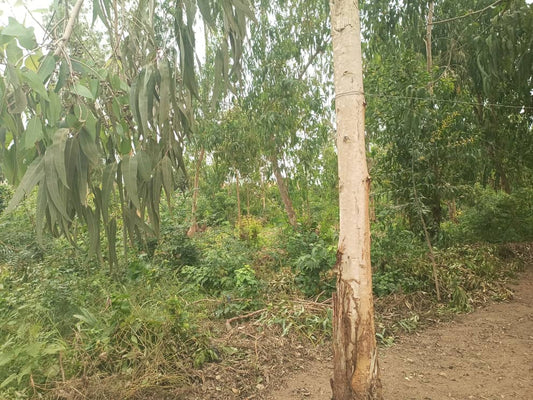 3 lots de terrain à vendre à Adidogomé Apédokoè, proche du goudron – 23 millions FCFA le lot