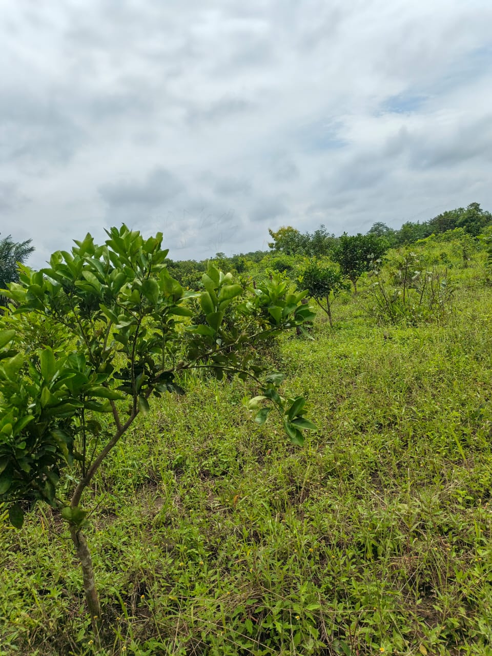 Terrain de 20100 m² en vente à Kevé – 1.000.000 FCFA l'hectare