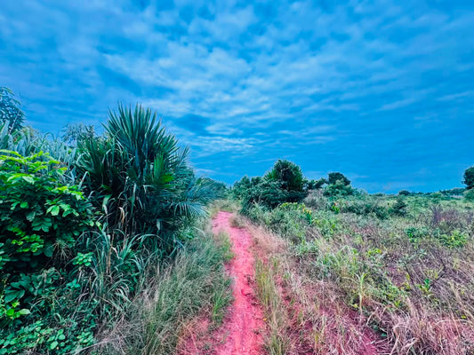 Terrain en vente à Zanguera Ancien péage – 8 000 000 FCFA le lot