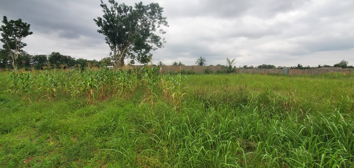 Terrain de 6000 m² en vente à Aképé – 15 millions FCFA le lot