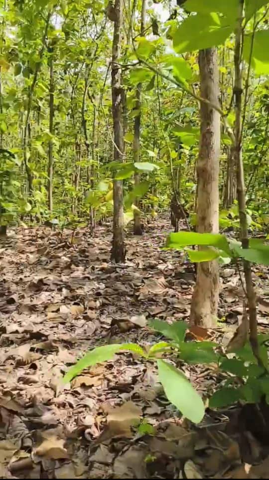 31 hectares de tecks à maturité en vente à Lilikopé – 10 millions FCFA l'hectare