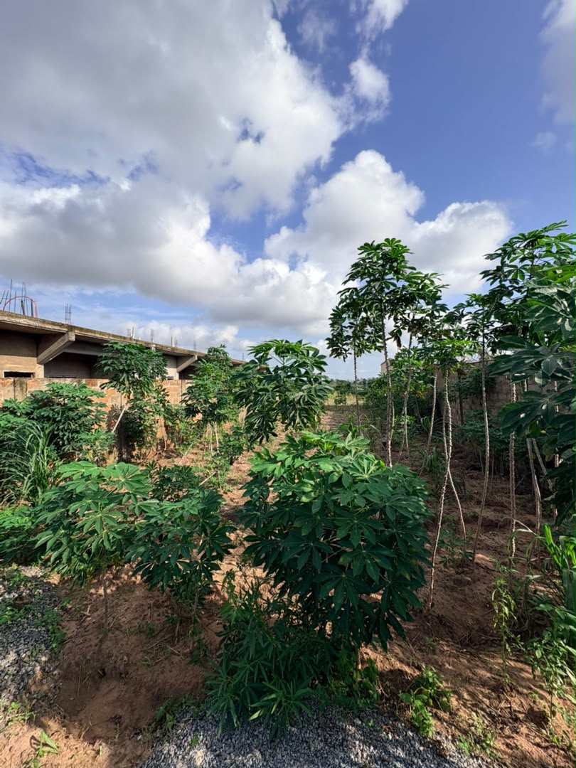 Terrain de 4 lots en vente en angle de rue à Légbassito Kognito – 15 millions FCFA le lot