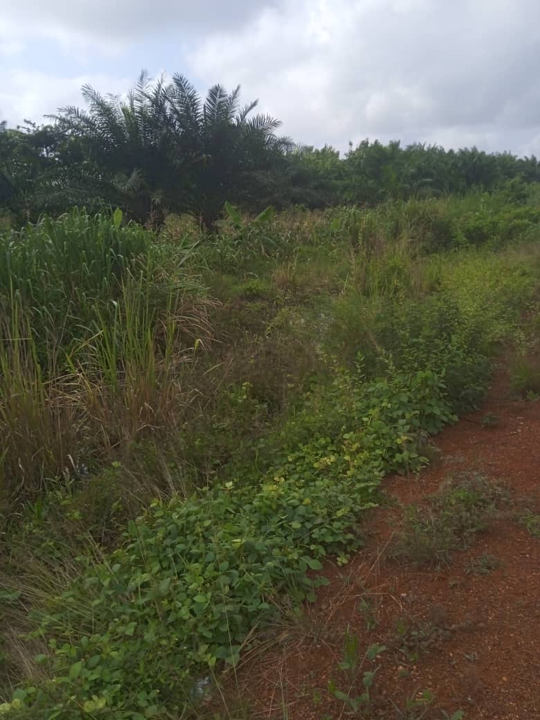 Terrain de 2700 m² en vente en bordure de goudron à Noépé – 45 millions FCFA