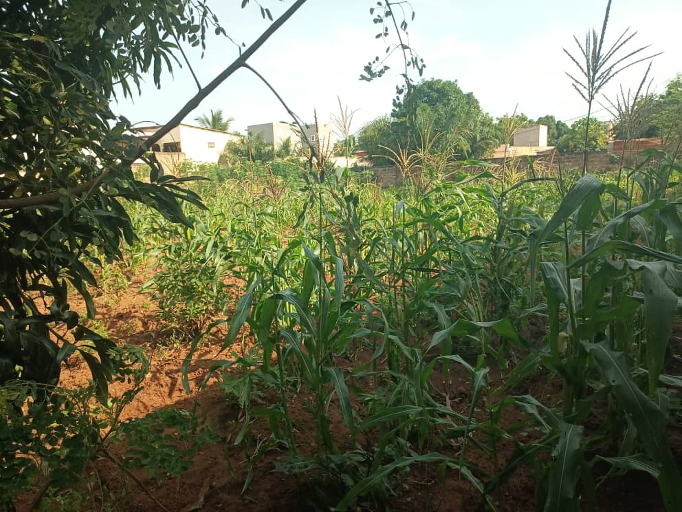 Terrain 1 lot en vente angle de rue à Cap Amadahomé – 40 millions FCFA