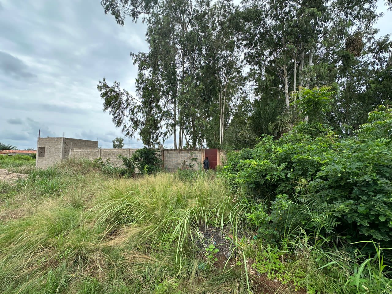 Terrain de 2 lots en vente à Apessito – 25 millions FCFA