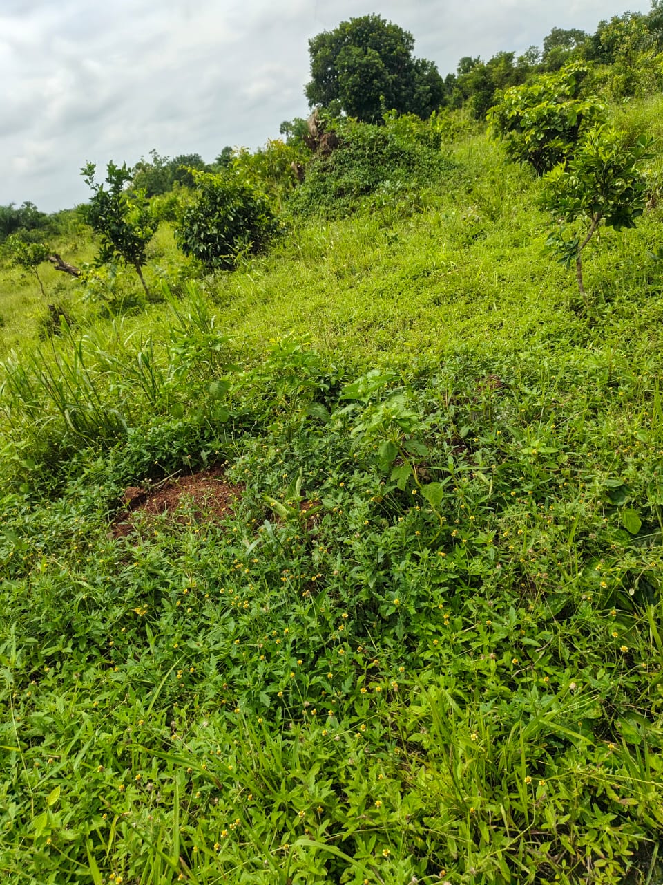 Terrain de 20100 m² en vente à Kevé – 1.000.000 FCFA l'hectare
