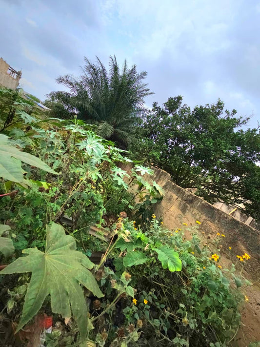 Terrain de 1200 m² en vente en bordure de goudron à Agoè Logopé – 80 millions FCFA