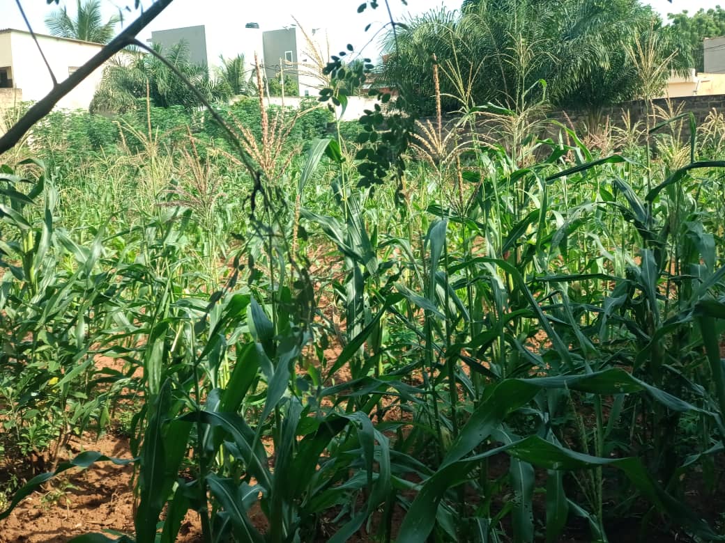 Terrain de 3 lots en vente angle de rue à Cap Amadahomé – 40 millions FCFA