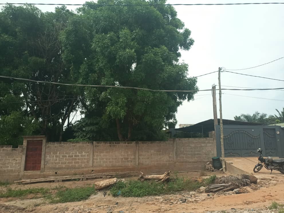 2 lots 1/2 clôturé à vendre derrière marché de Legbassito – 14 millions FCFA