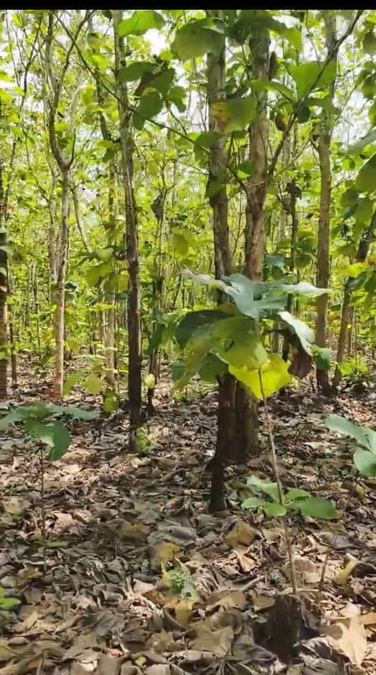 31 hectares de tecks à maturité en vente à Lilikopé – 10 millions FCFA l'hectare