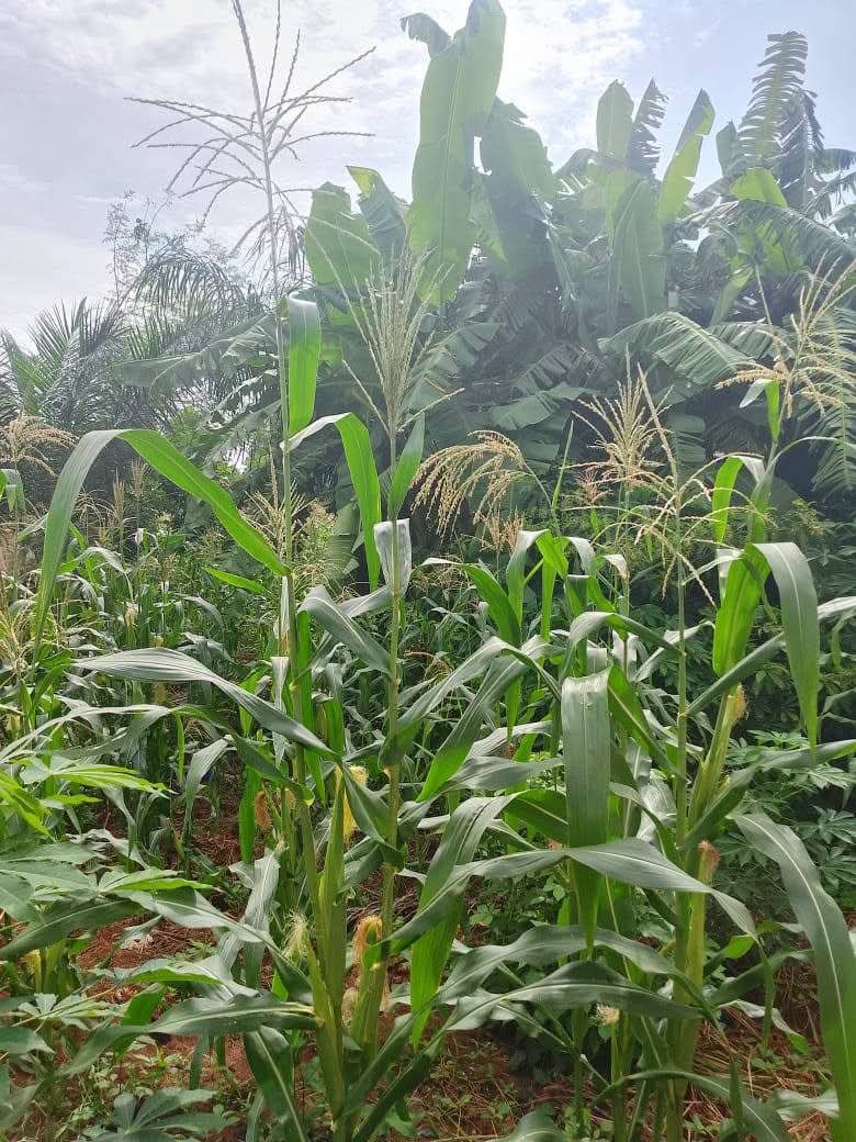 Terrain de 270 m² en vente à Legbassito Madjikpeto – 17 millions FCFA