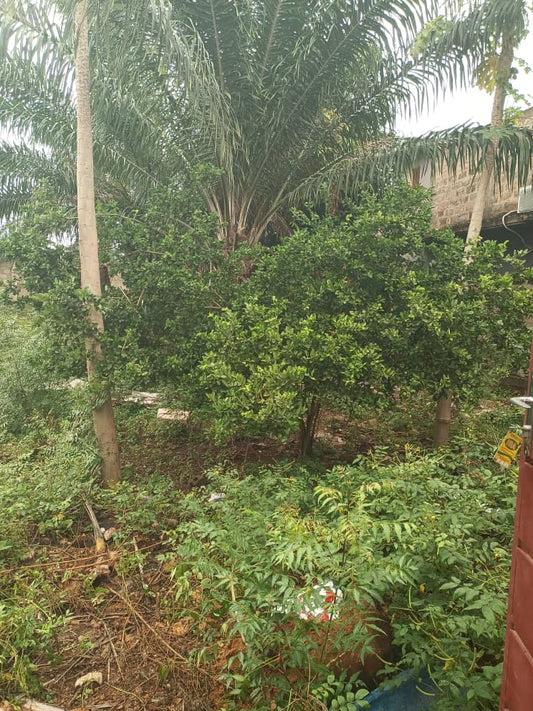 Terrain en vente à Adidogomé Assiyéyé – 15 millions FCFA