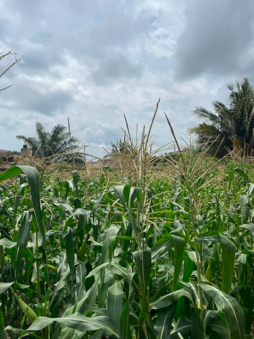 Terrain de 1 lot (600 m²) en vente à Adidogomé Kohé – 27 millions FCFA