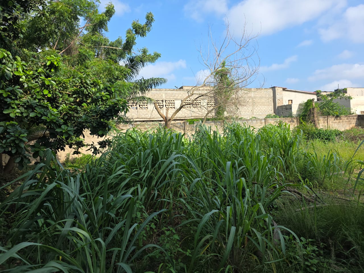 Terrain en vente à Zanguera – 60 millions FCFA