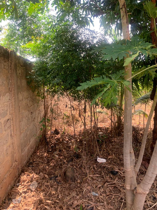 Terrain de 300 m² en vente à Ségbé Zanvi – 9,5 millions FCFA