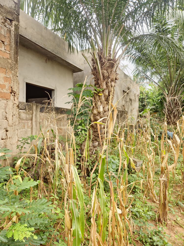 Terrain de 300 m² en vente à Sanguéra Klemé – 13 millions FCFA