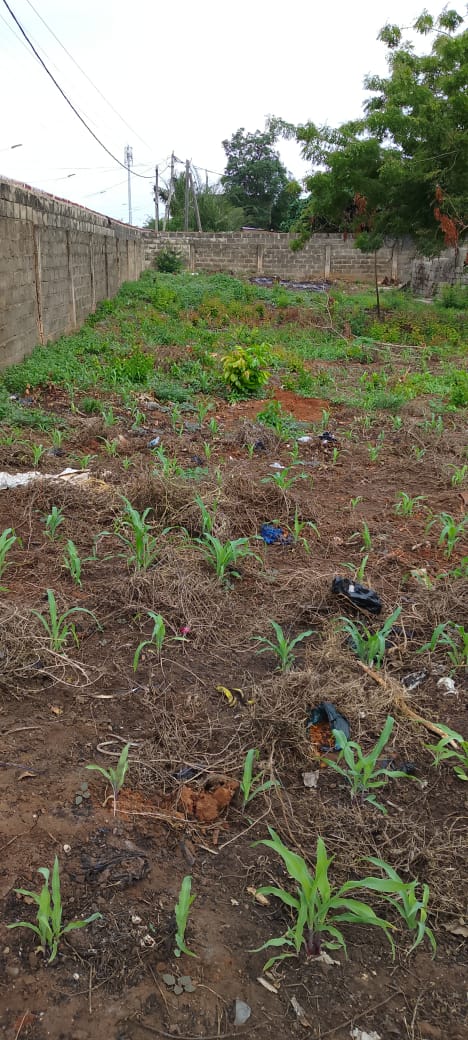 Terrain en vente en bordure de goudron à Djidjolé – 105 millions FCFA