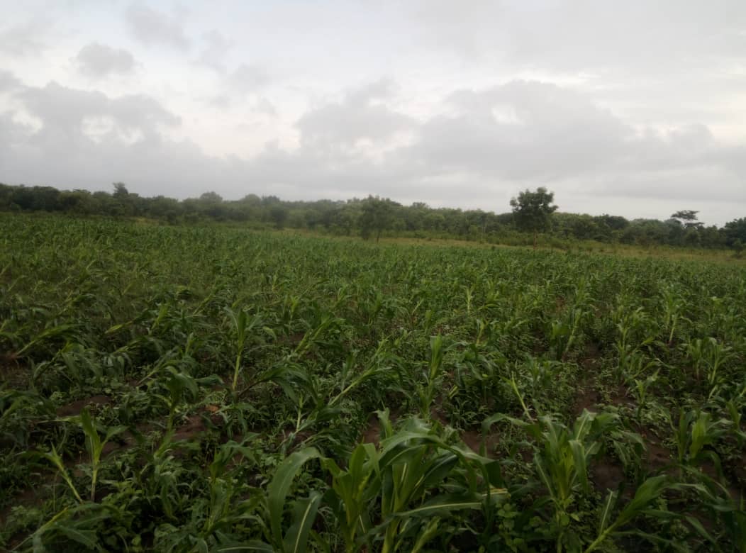 Terrain de 30 hectares en vente à Kpevego – 5 millions FCFA l'hectare