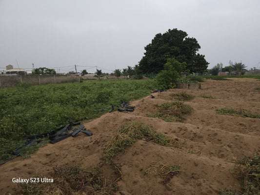 Terrain en angle de rue en vente à Baguida – 150 millions FCFA