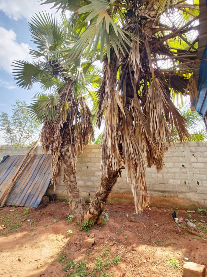 Terrain de 2397 m² en vente à Baguida – 60 millions FCFA le lot