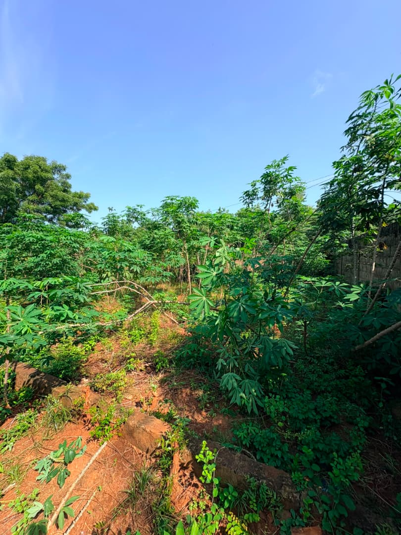 Terrain en vente à Agoè Kitidjan – 60 millions FCFA