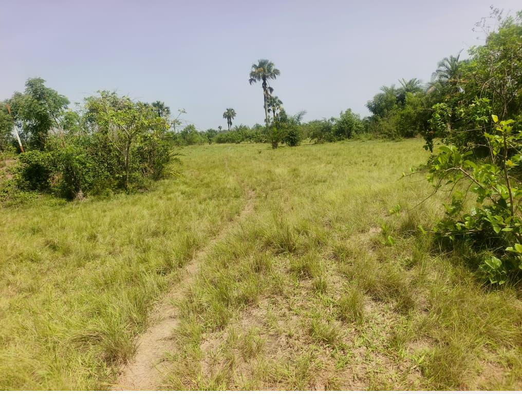 Terrain de 10.50 hectares en vente à Dalavé Adjoguidi Torokpi proche du goudron – 60 millions FCFA l'hectare