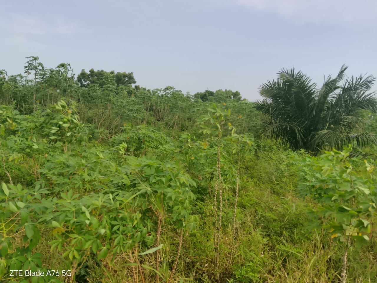 Terrain demi lot en vente à Atoukpancopé route d'Aveta – 3,5 millions FCFA