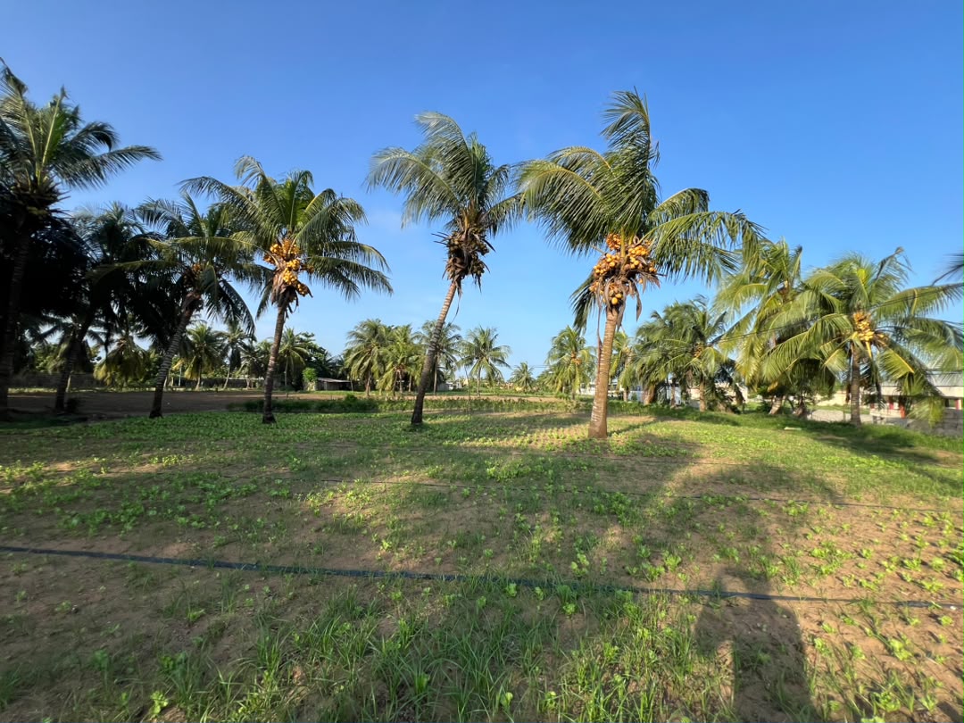 Terrain en vente à Agbodrafo côté Plage – 14 millions FCFA le lot