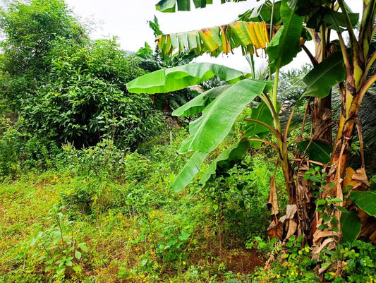 Terrain 1/2 lot en vente à Agoè Sogbossito – 17 000 000 FCFA