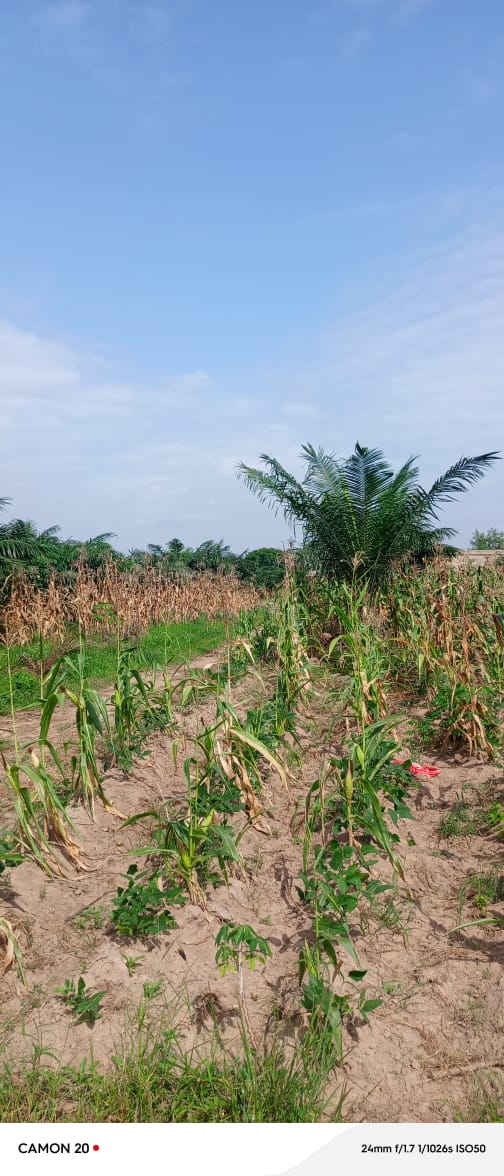 Terrain de 21 lots en vente à Adetikopé Logoé derrière PIA – 315 millions FCFA