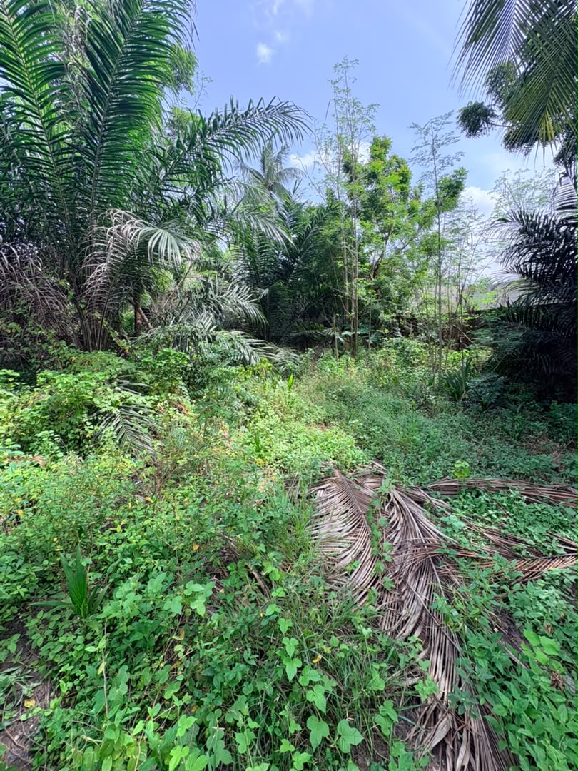 Terrain en vente d'un lot à Sogbossito – 20 millions FCFA