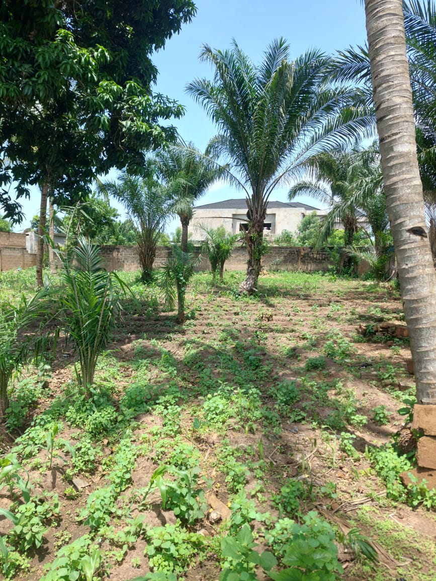 Terrain en vente à Adétikopé, proche du goudron – 16 millions FCFA