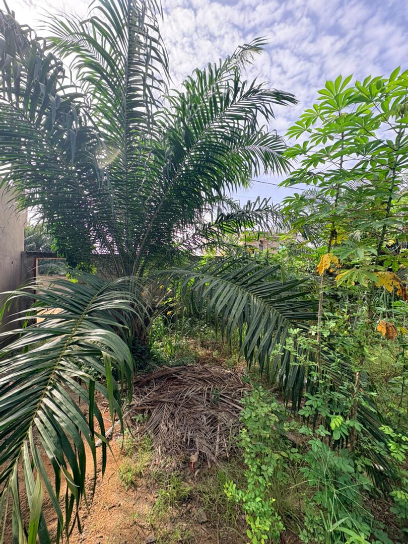 Terrain (demi lot) à vendre à Zanguera – 15 millions FCFA