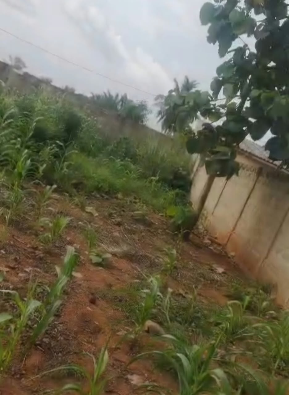 Terrain 1 lot en vente angle rue à Segbé – 25 millions FCFA