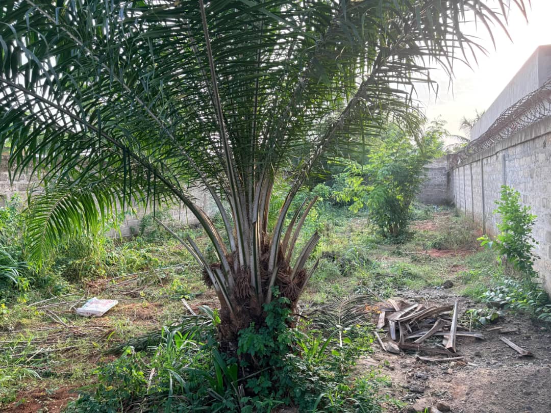 Terrain d'un demi lot clôturé en vente à Zanguera Gatokopé – 15.000.000 FCFA